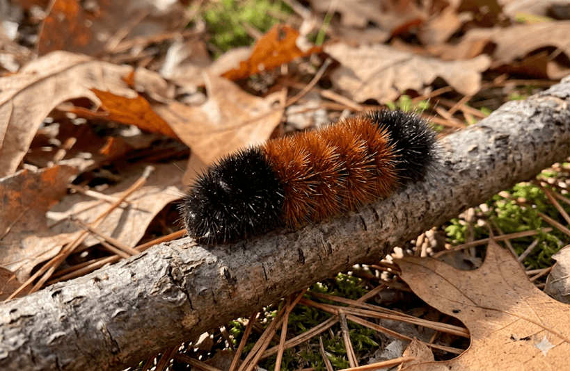 Banded Woolly Bear